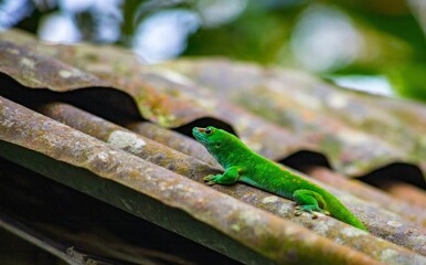 Bright green lizard perched atop a rooftop with a lush foliage plant in the background
