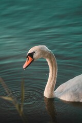 Fototapeta premium Vertical closeup of a white swan swimming in a tranquil lake