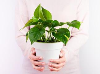 Woman holds houseplant Epipremnum aureum. Caring for indoor plants. Close-up.