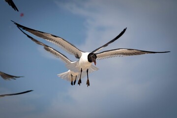 Flock of Atlantic gulls (Leucophaeus atricilla) in flight against fluffy white clouds