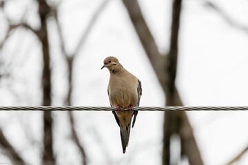 Closeup of a pigeon perched on a railing in the snow