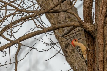 Closeup of a red-bellied woodpecker perched on the bark of a tree