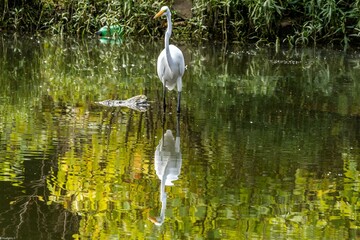 White stork standing in a pond surrounded by green trees