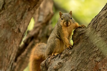 Naklejka na ściany i meble Closeup of a gray squirrel perched on a tree