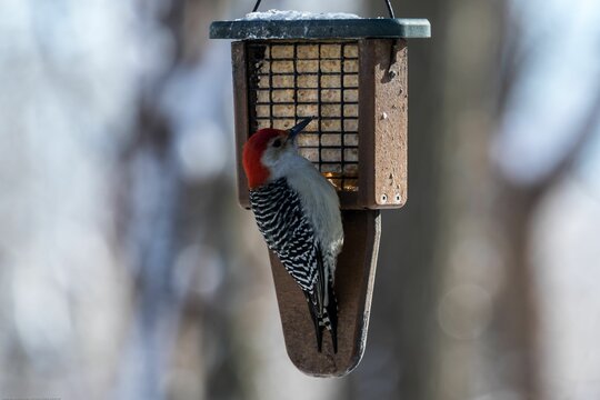 Closeup of a red-bellied woodpecker perched on a bird feeder