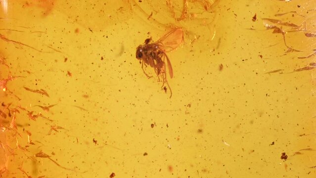 Prehistoric fly preserved in amber (fossilized tree resin)