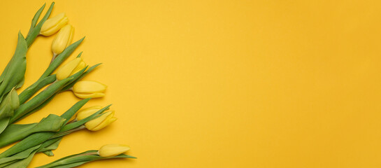 Fototapeta na wymiar Bouquet of blooming yellow tulips with green leaves on a yellow background, top view