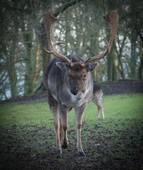 Close-up shot of a European fallow deer standing in a lush, green grassy meadow