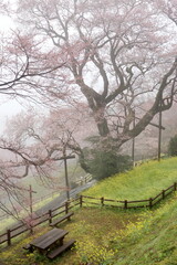 Fototapeta premium 霧に包まれたひょうたん桜 （高知県 仁淀川町）