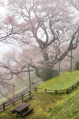 霧に包まれたひょうたん桜　（高知県　仁淀川町）