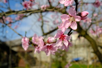 spring. blooming cherry