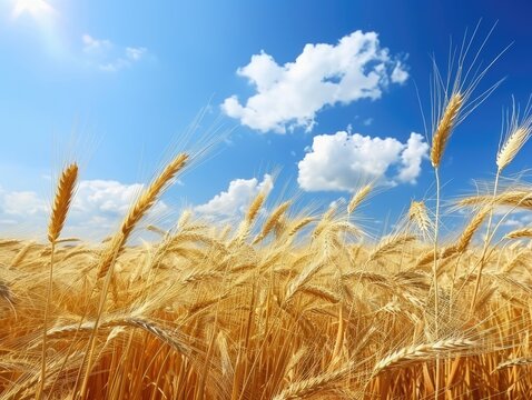 Ripe Rye Field under Blue Summer Sky - Picturesque Countryside - Golden Harvest Beauty - Vibrant and Sunny 
