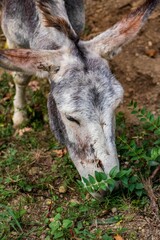 Fototapeta premium Mule contentedly munches on lush green foliage in a sun-dappled meadow