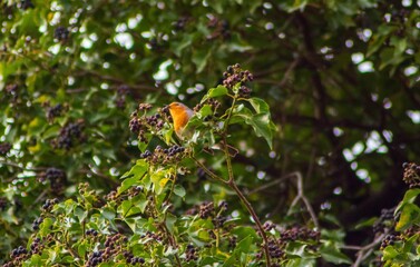 Small Robin (Erithacus rubecula) bird perched atop a tree branch