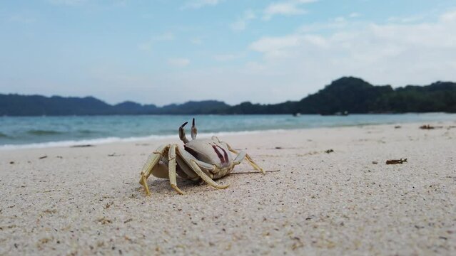 Horned ghost crab (Ocypode ceratophthalmus) on white sand froze against the backdrop of the azure sea. Front view