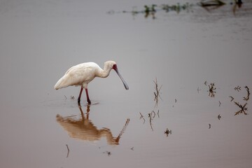 White African spoonbill stands in a shallow pool of water, its long beak extended