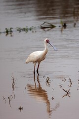 White African spoonbill with a long beak standing in a shallow pool of water