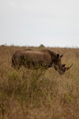 Obraz premium Rhinoceros standing in a grassland