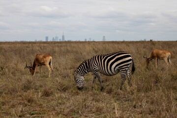 Zebra and antelopes grazing peacefully together in a grassy field