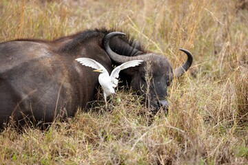 Fototapeta premium Buffalo and a small bird peacefully resting in a lush grassy field
