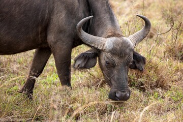 African buffalo leisurely grazing in a lush, grassy field