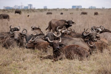 Herd of American bison grazing in the grassy plains