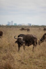 Obraz premium African buffalo leisurely grazing in a lush, grassy field