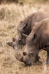 two rhinos eating grass in the wild together on the savannah