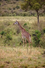 African giraffe standing in a lush grassy field, its neck stretched out majestically
