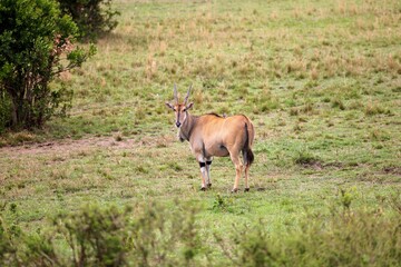 Majestic antelope standing in a clearing surrounded by trees in a lush green field