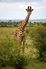 Large, adult giraffe standing tall in a grassy field, surrounded by lush foliage