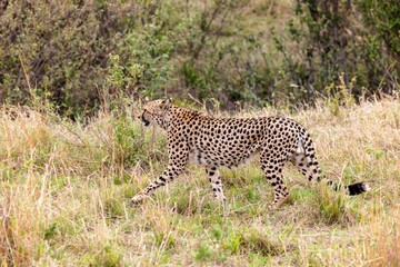 Isolated cheetah ambling across an arid savannah