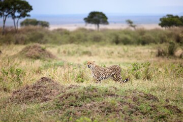 Cheetah walking in the open grassy savannah