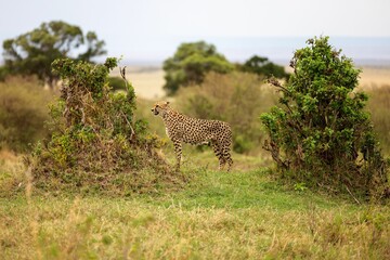 Cheetah on a grassy field, surrounded by lush green shrubbery