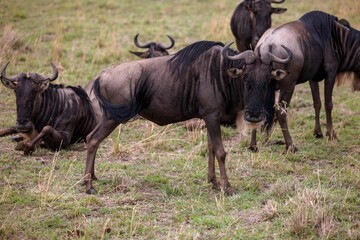 Fototapeta premium a group of buffalo are in a grassy field near a baby bull