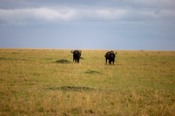 two large horned animals walking across a grass covered field with blue sky