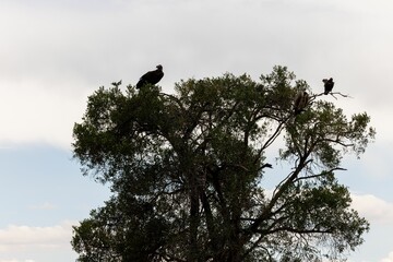 Flock of black birds perched atop a tall tree in the foreground