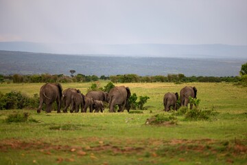 a herd of elephants walking across a lush green field next to water