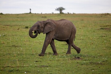 African elephant walking in a grassy field on a cloudy day