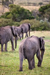 Naklejka na ściany i meble Herd of African elephants walking in a grassy field on a cloudy day