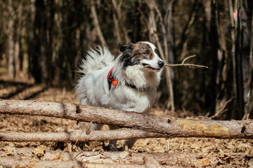 Dogs playing with sticks in a forest. 
