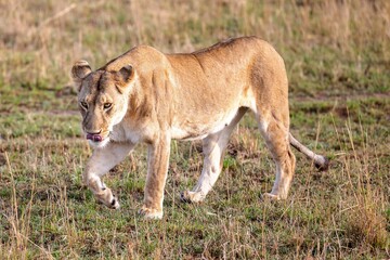 Naklejka na ściany i meble Lioness strides across a sun-drenched savannah, its powerful presence dominating the landscape
