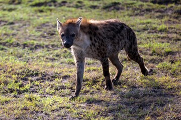 Spotted hyena stands in a grassy park near a small shallow pool of water