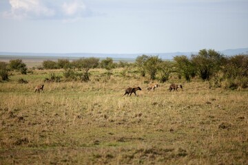 Group of spotted hyenas walking in a meadow in savanna surrounded by trees