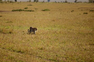 Wild cheetah strides across a savannah landscape illuminated by the golden sunlight