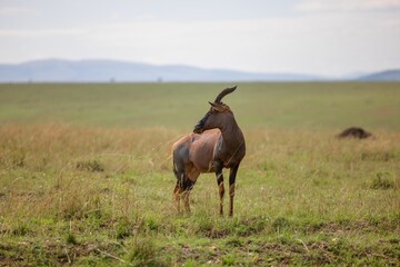 Graceful gazelle stands in a grassy field on a wide open plain