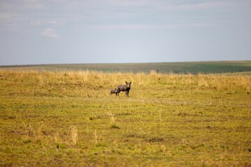 Naklejka na ściany i meble Warthogs thos standing in a sun-drenched savannah field