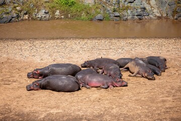 Group of hippos near a watering hole enjoying a refreshing swim