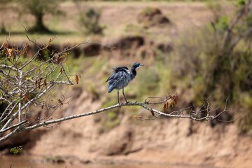 Blue heron perched on a branch of a tree in a savannah on a sunny day
