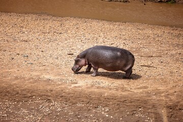 Hippo walking near a watering hole in a savannah